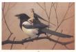 fee-oiseau.jpg