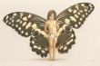 fpapillon.jpg